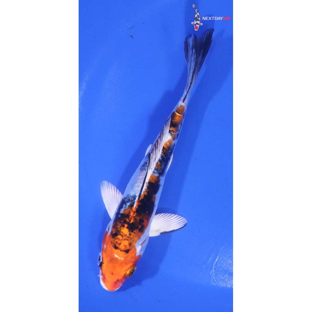 5.5” Imported Heisei Nishiki