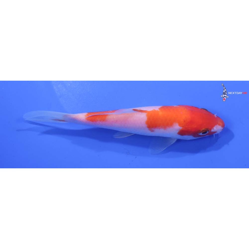 6” Imported Kohaku