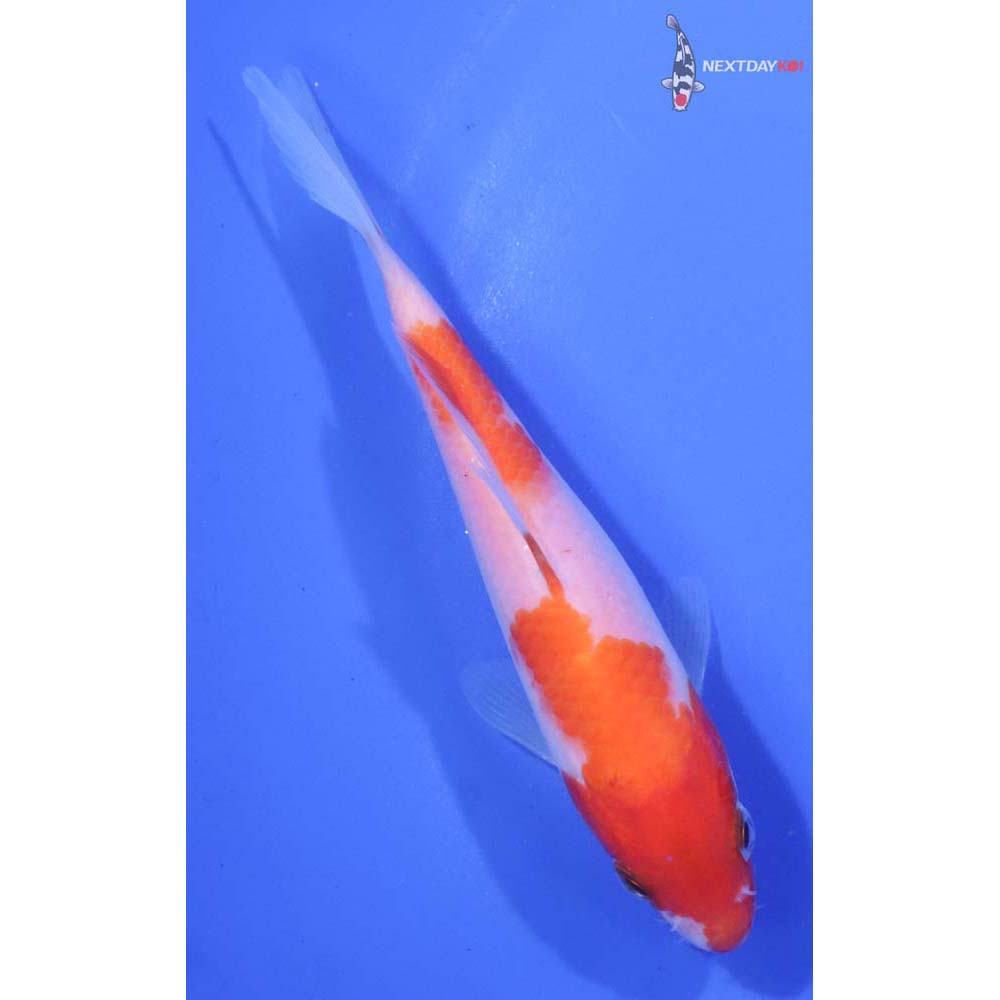 6” Imported Kohaku