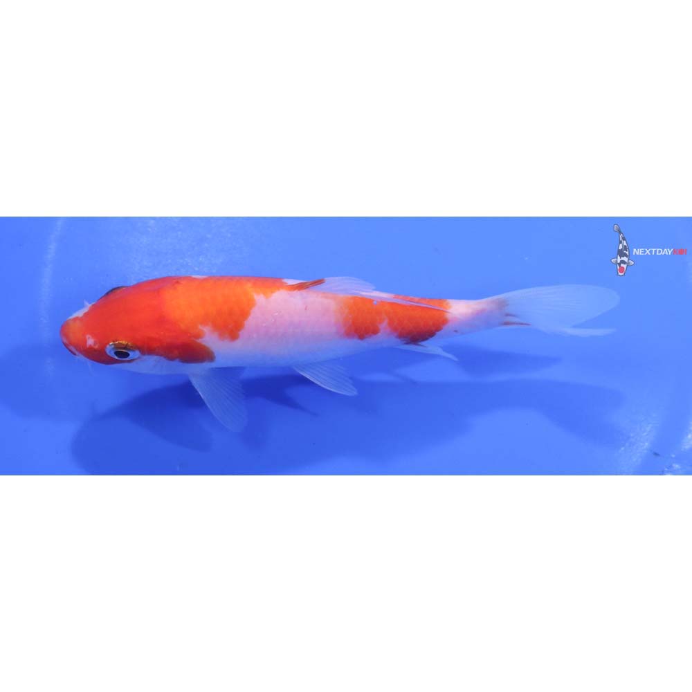 6” Imported Kohaku