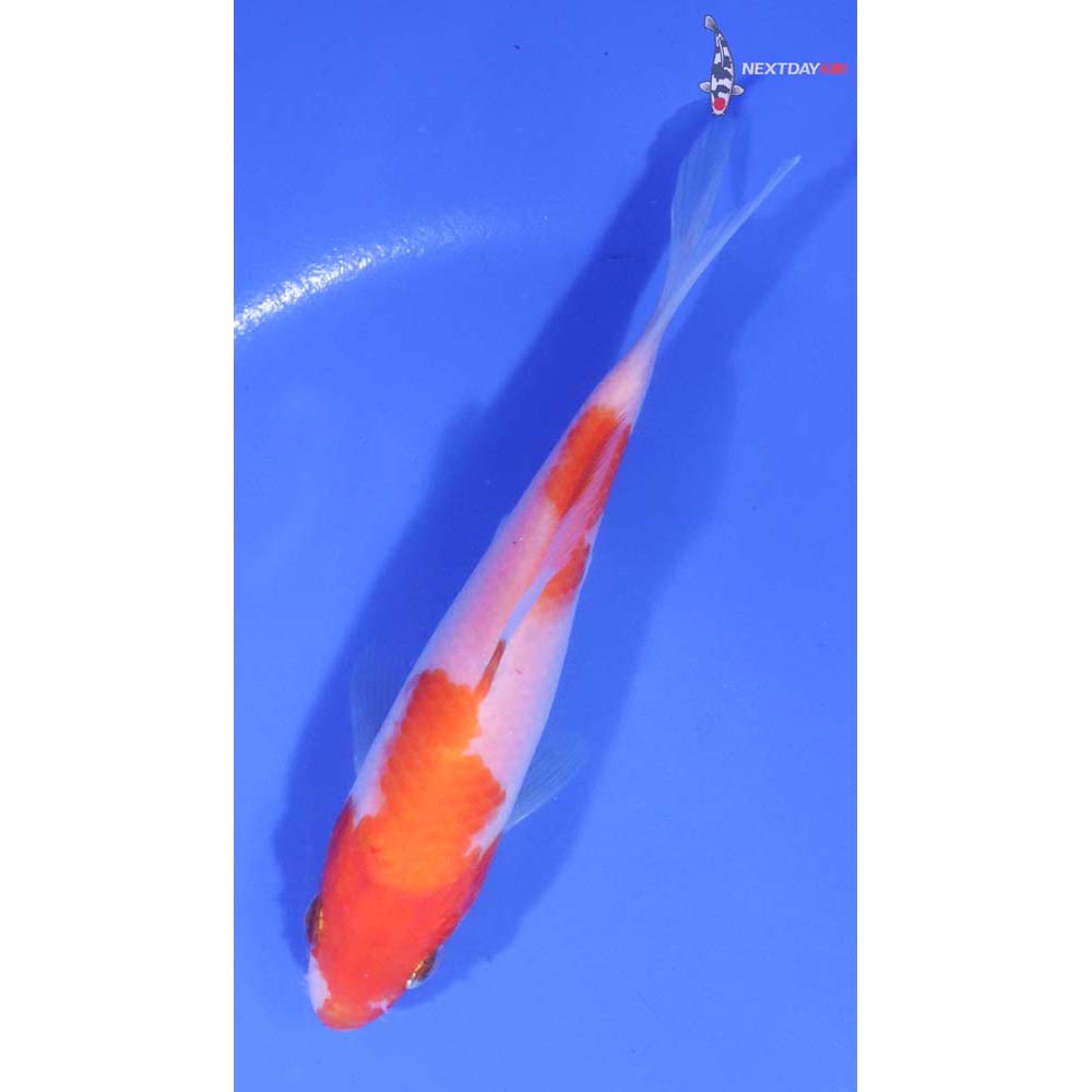 6” Imported Kohaku