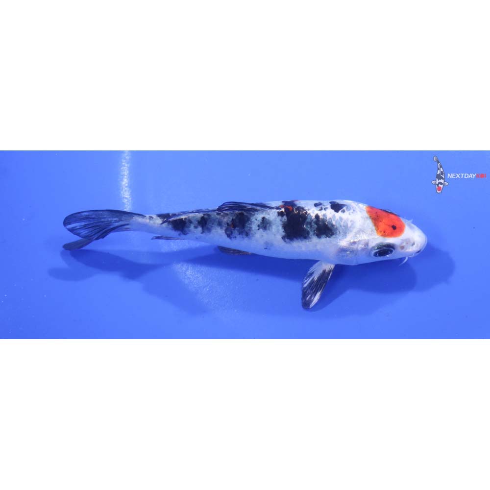 6” Imported Yamato Nishiki