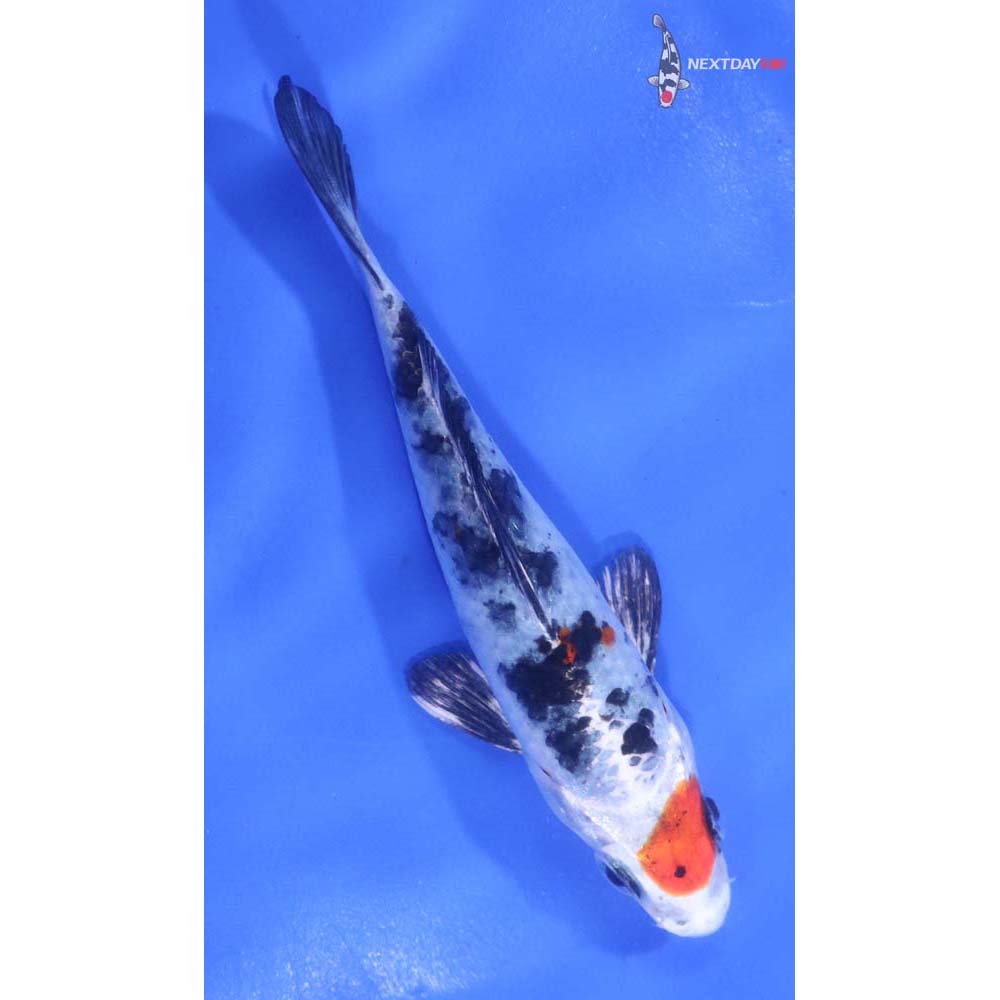 6” Imported Yamato Nishiki
