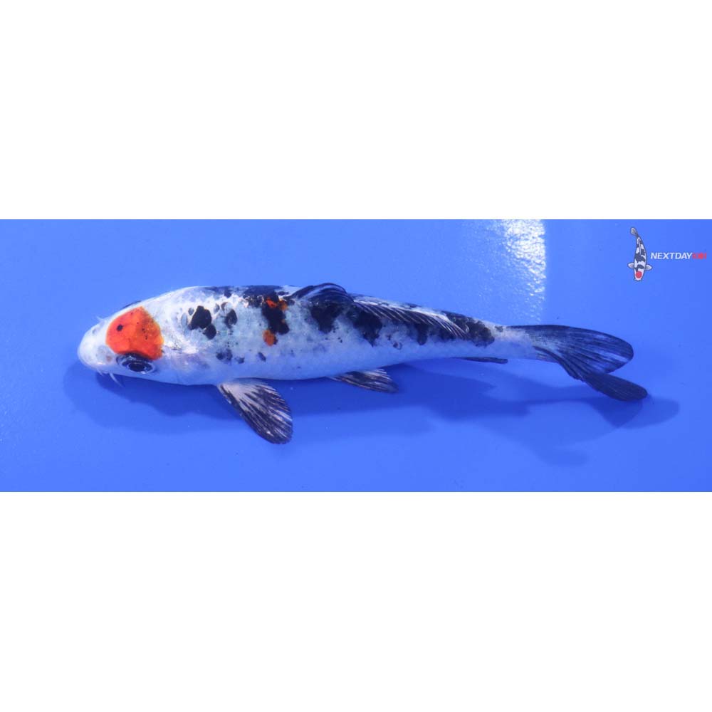 6” Imported Yamato Nishiki
