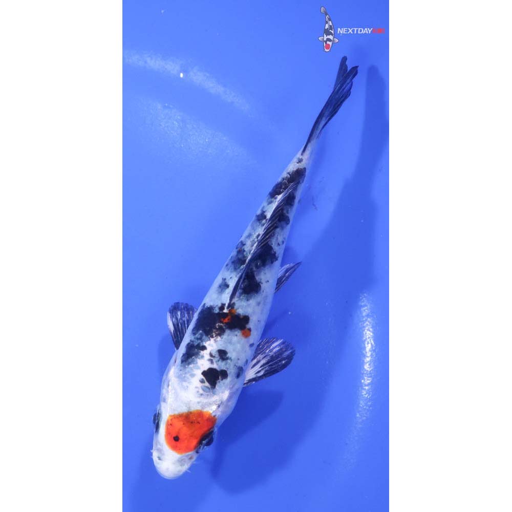 6” Imported Yamato Nishiki