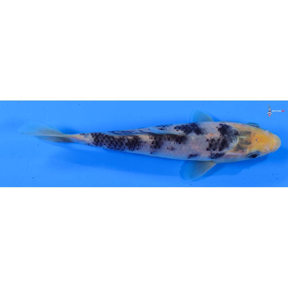 5.5” Imported Shiro Bekko
