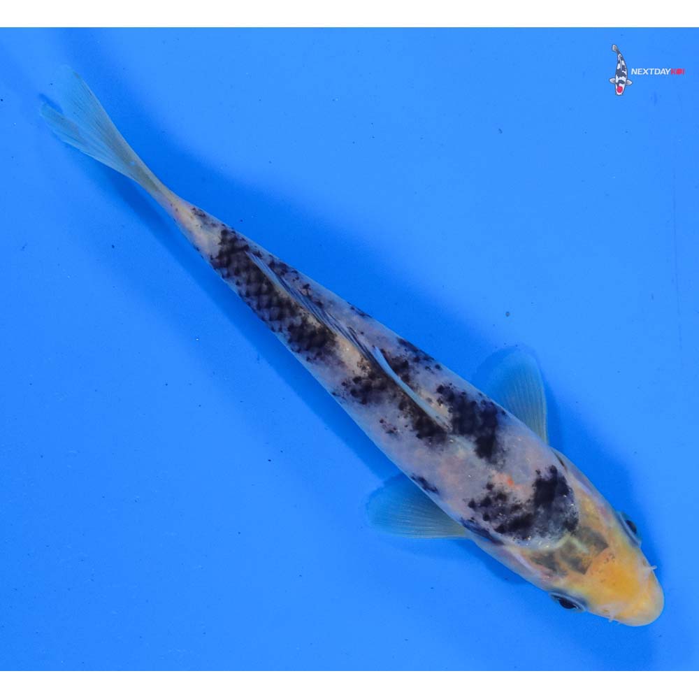 5.5” Imported Shiro Bekko