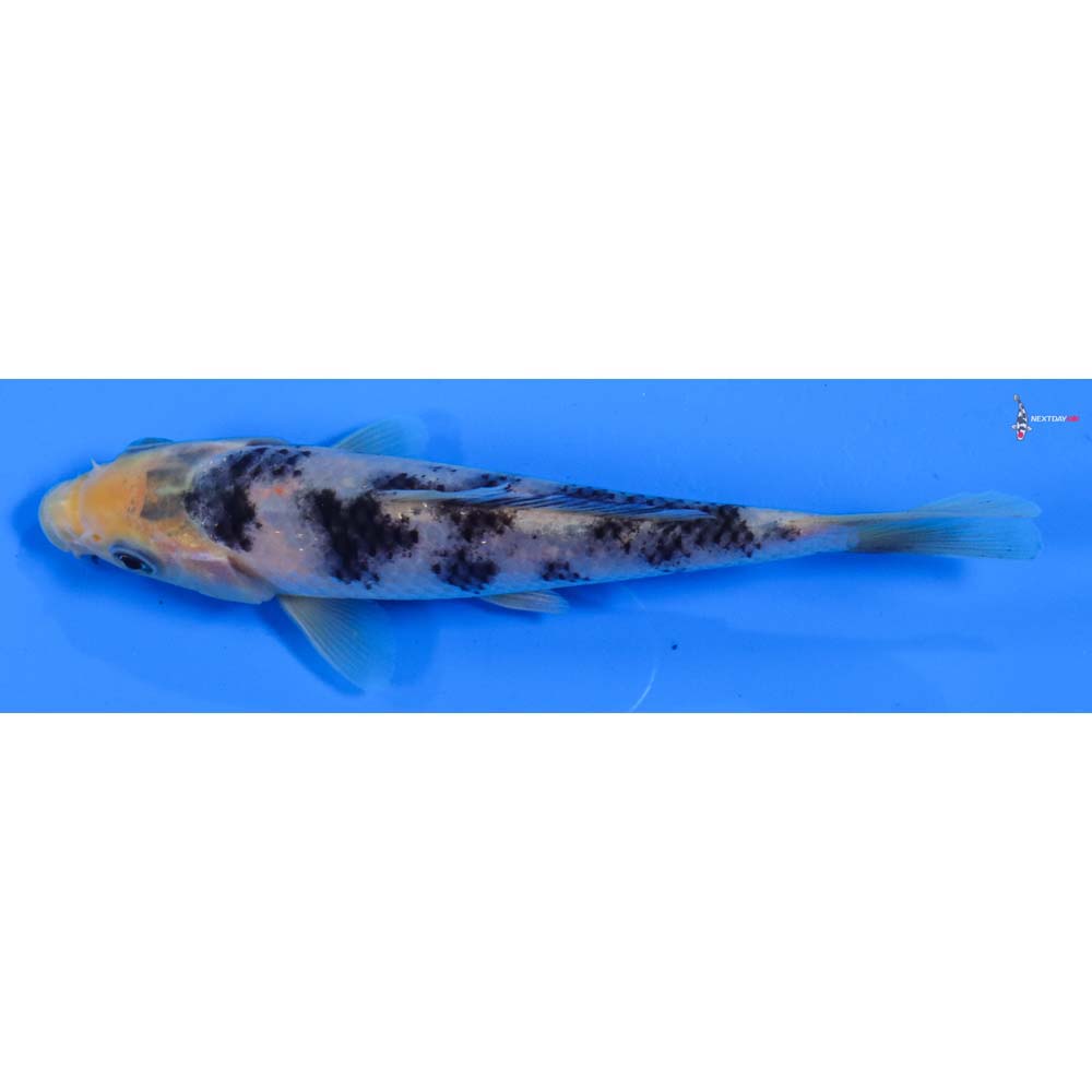 5.5” Imported Shiro Bekko