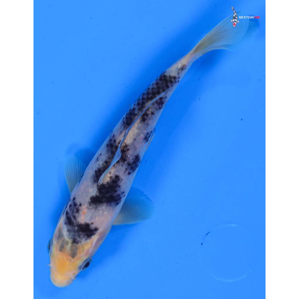 5.5” Imported Shiro Bekko
