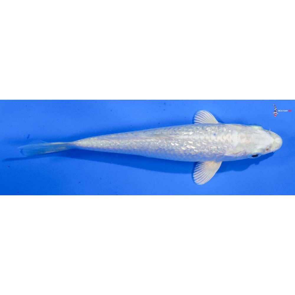 5” Imported Gin Rin Platinum Ogon
