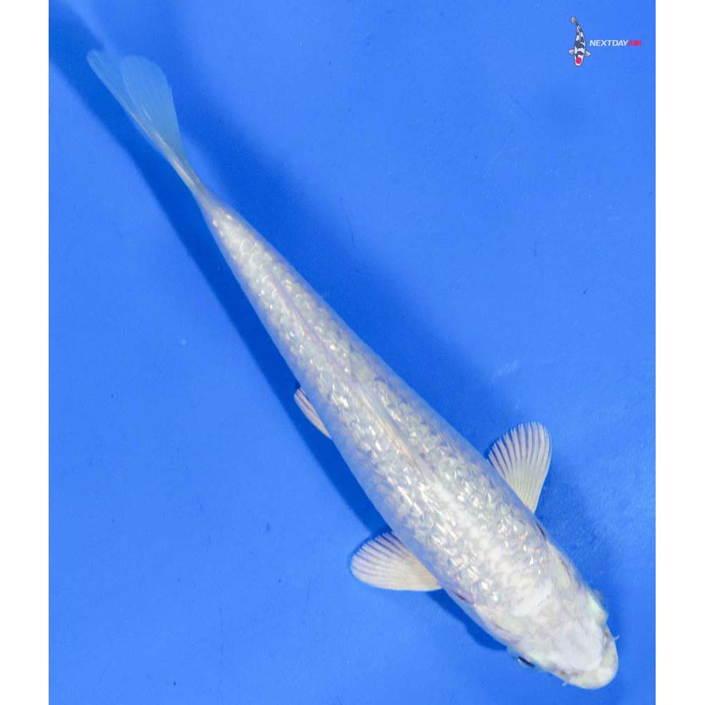 5” Imported Gin Rin Platinum Ogon