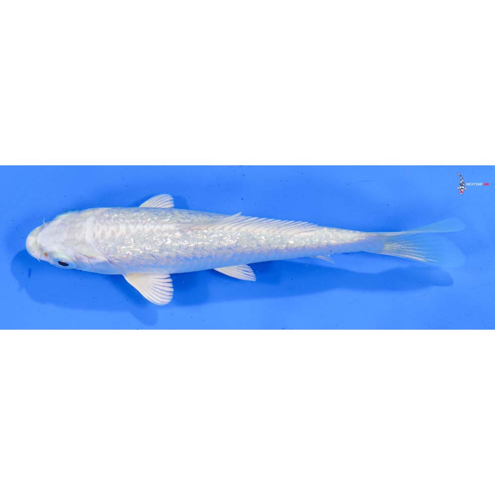 5” Imported Gin Rin Platinum Ogon