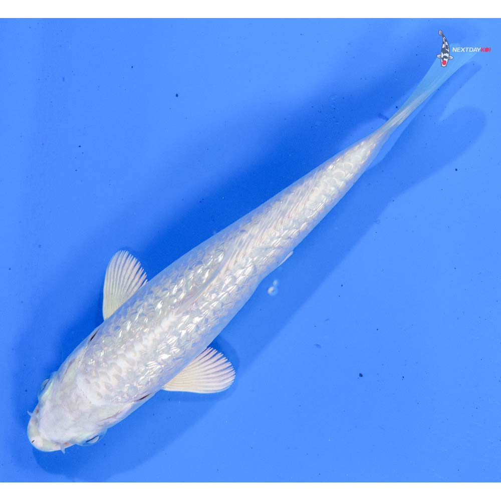 5” Imported Gin Rin Platinum Ogon