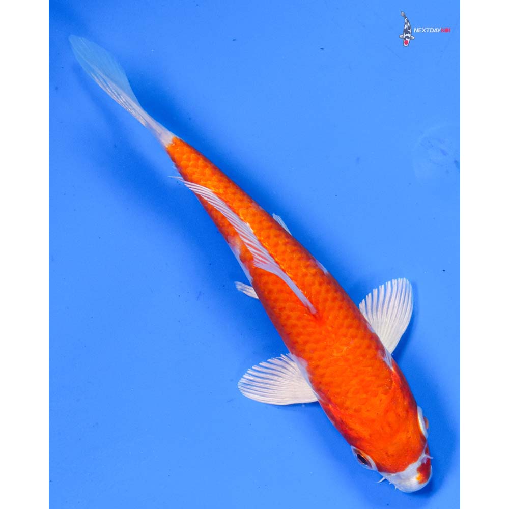 5” Imported Hariwake