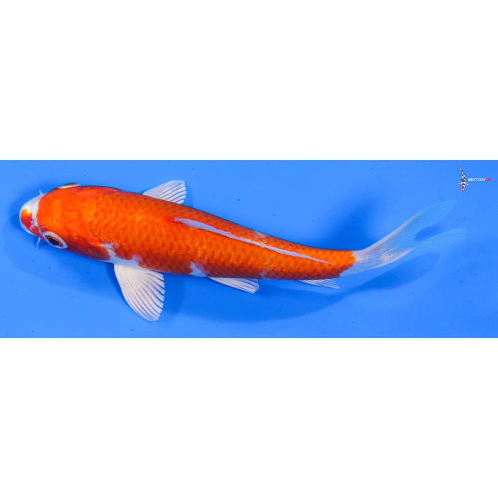 5” Imported Hariwake
