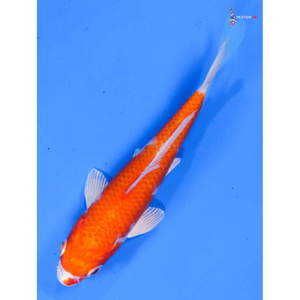 5” Imported Hariwake