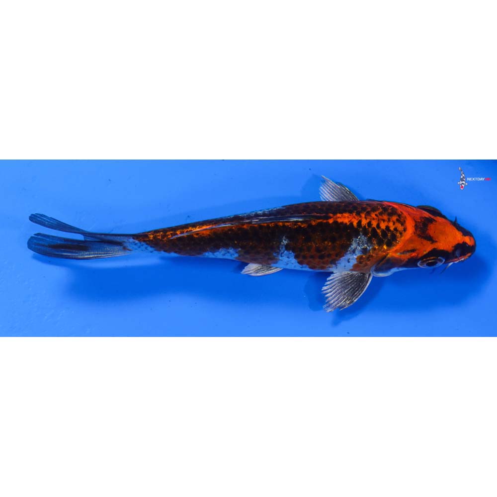 5” Imported Kujaku