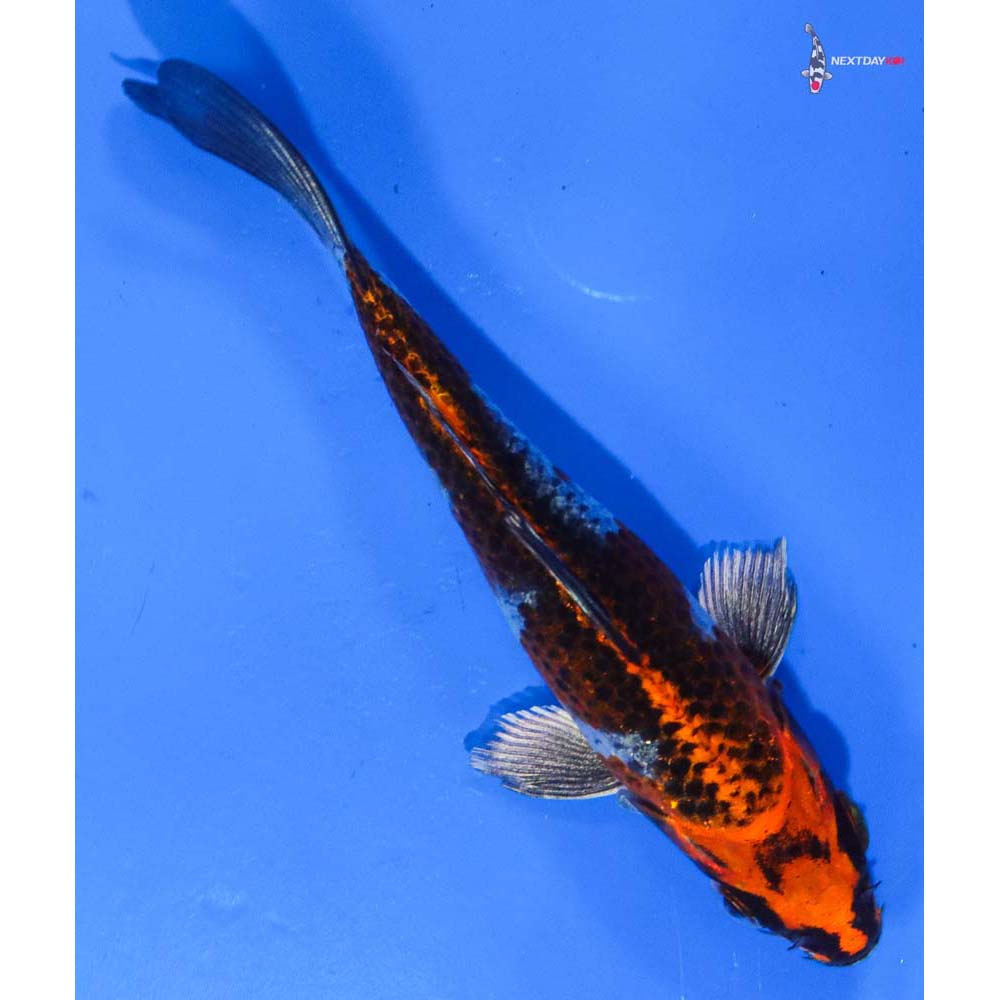 5” Imported Kujaku