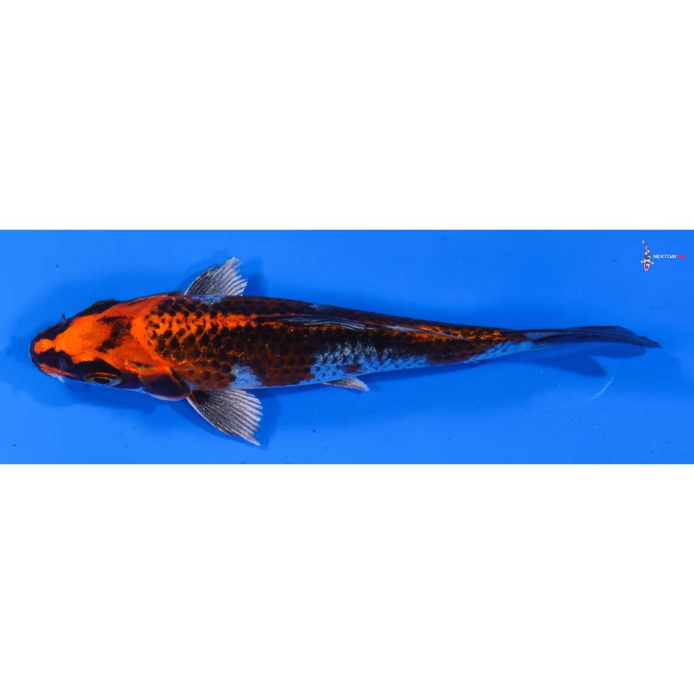 5” Imported Kujaku
