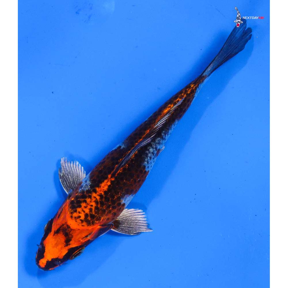 5” Imported Kujaku