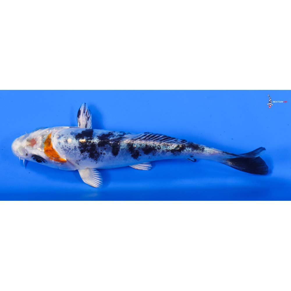 4” Imported Heisei Nishiki