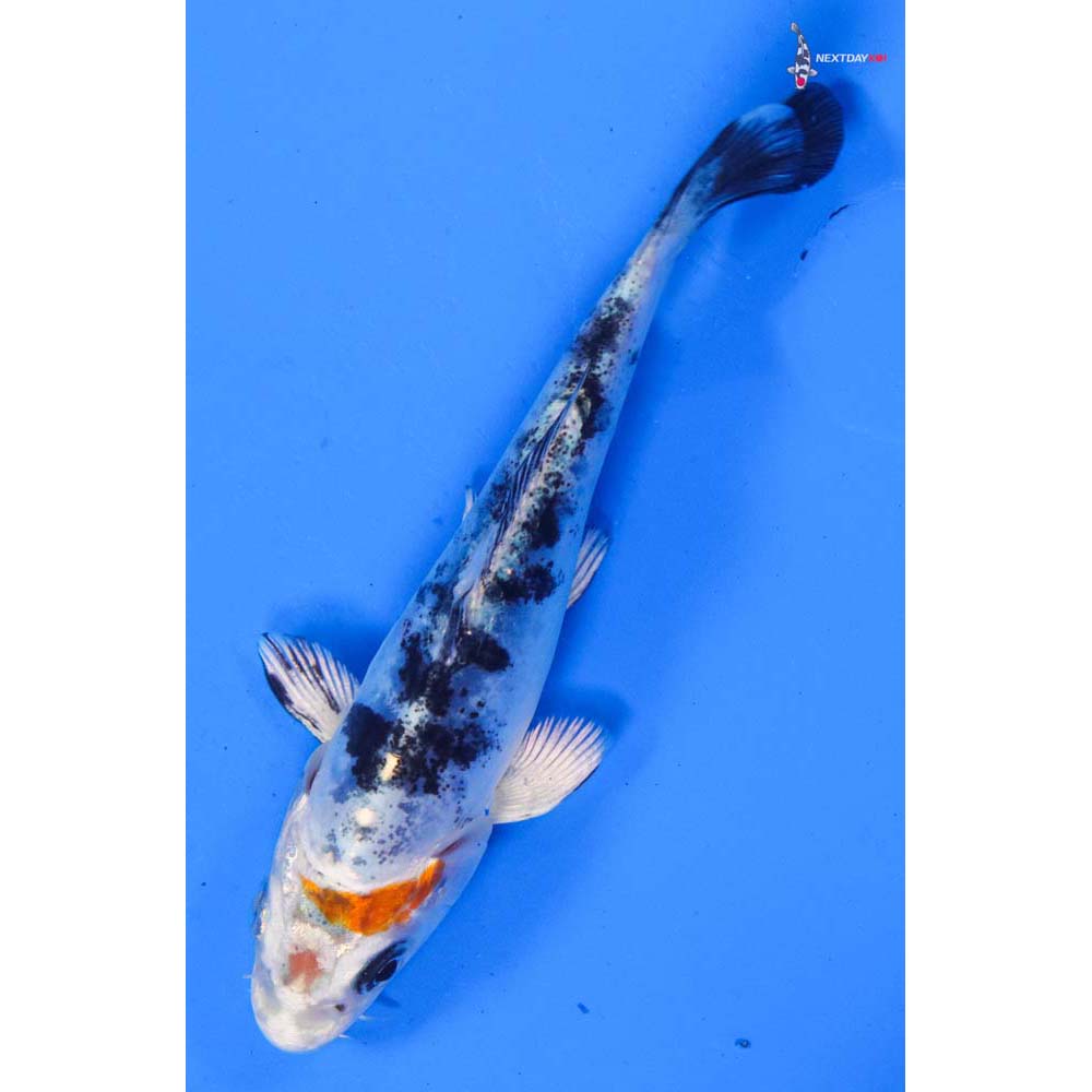 4” Imported Heisei Nishiki