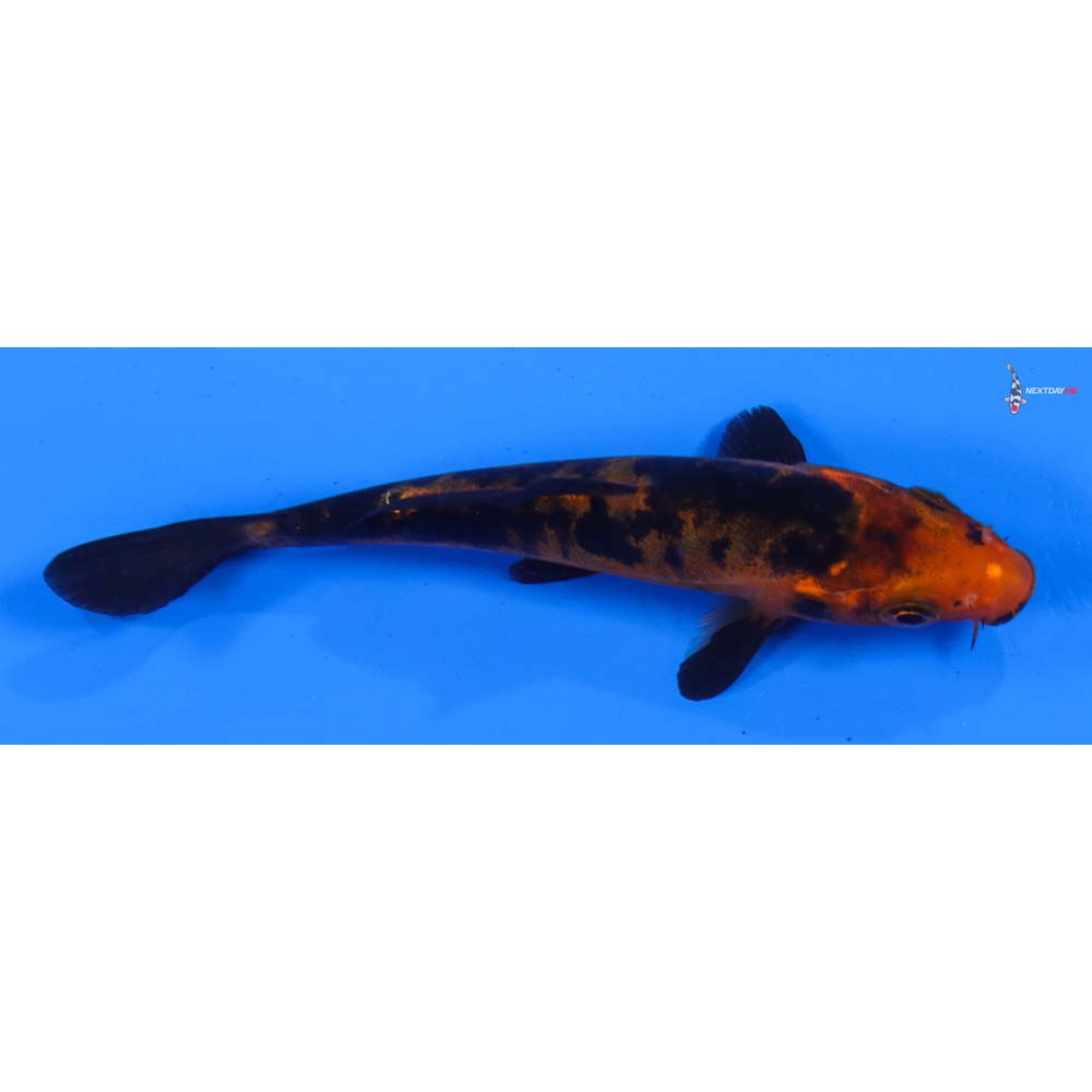 4” Imported Doitsu Aka Bekko