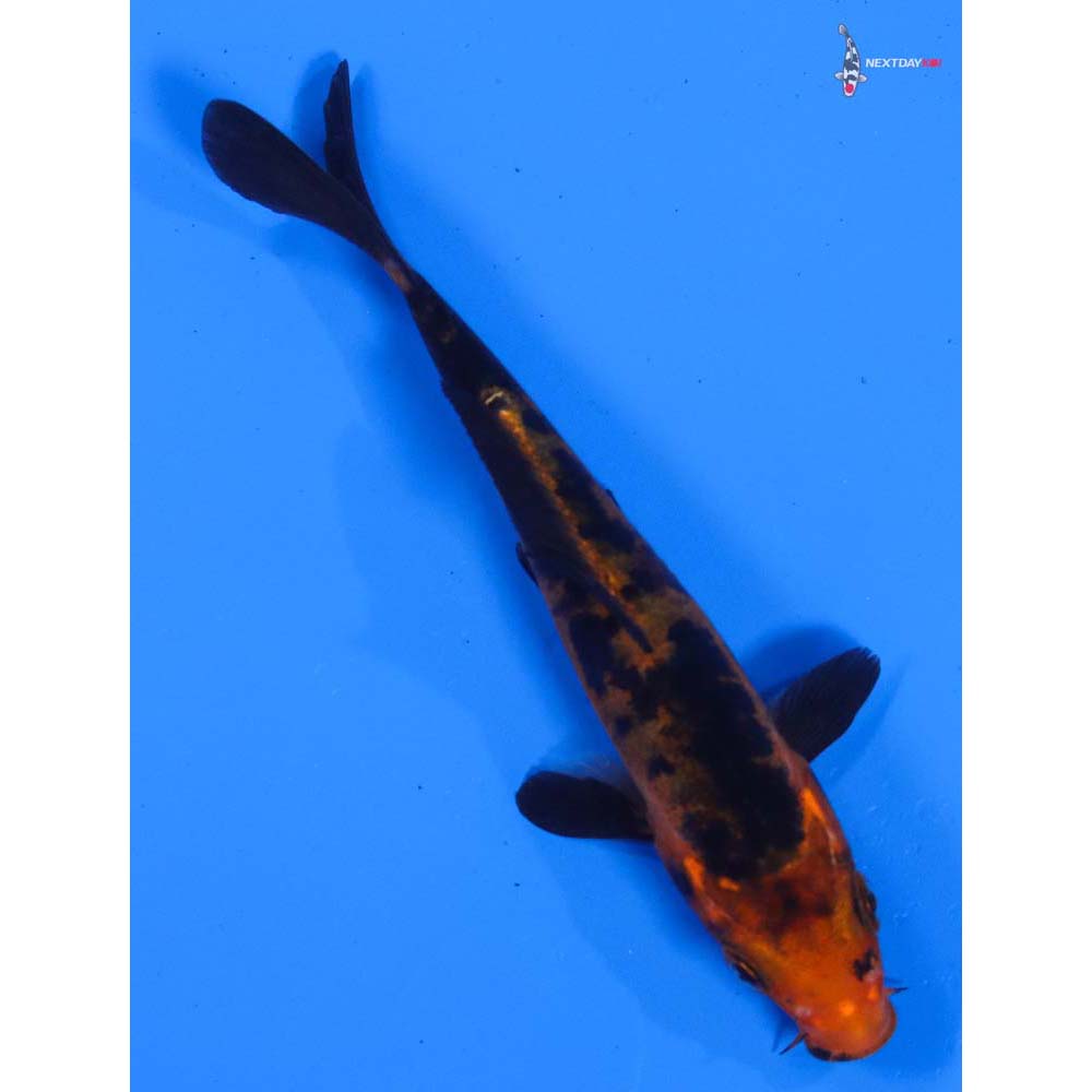 4” Imported Doitsu Aka Bekko