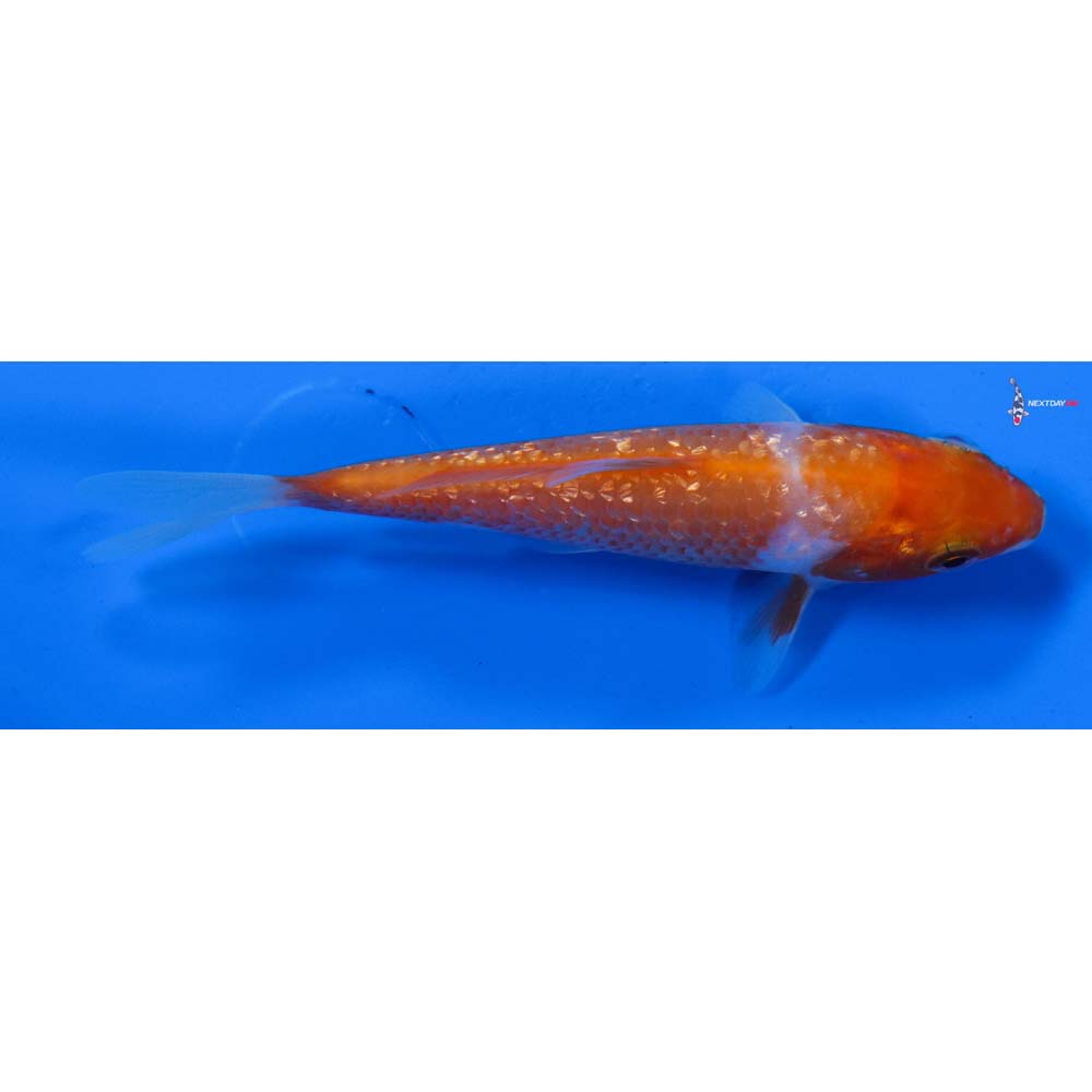 4” Imported Gin Rin Kohaku