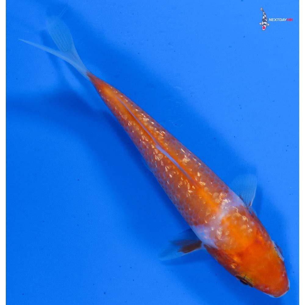 4” Imported Gin Rin Kohaku