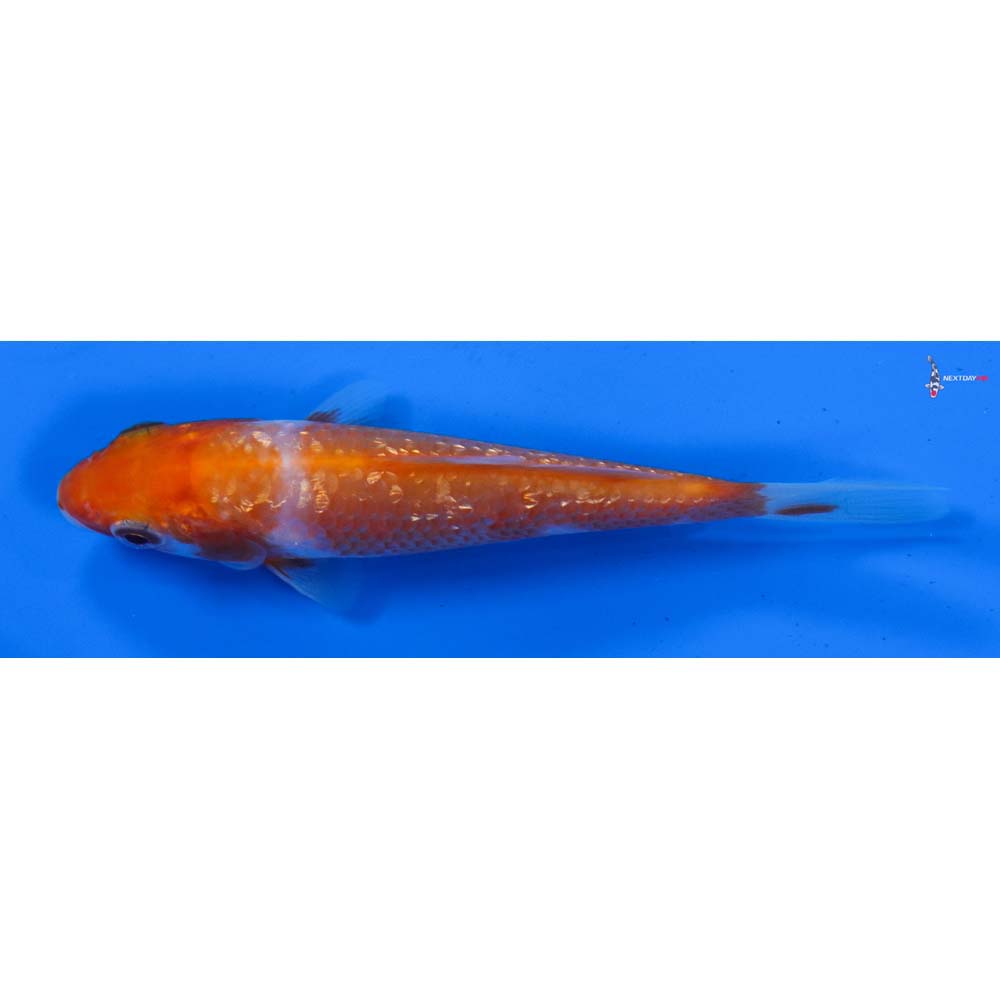 4” Imported Gin Rin Kohaku
