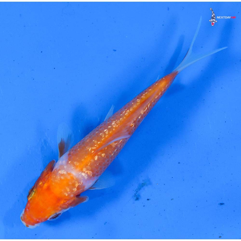 4” Imported Gin Rin Kohaku