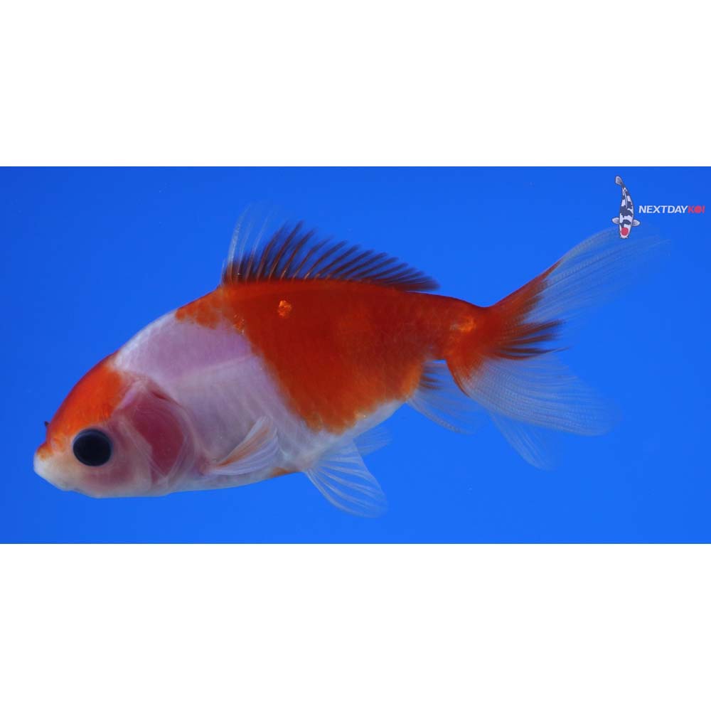 3.5” Imported Red and White Wakin