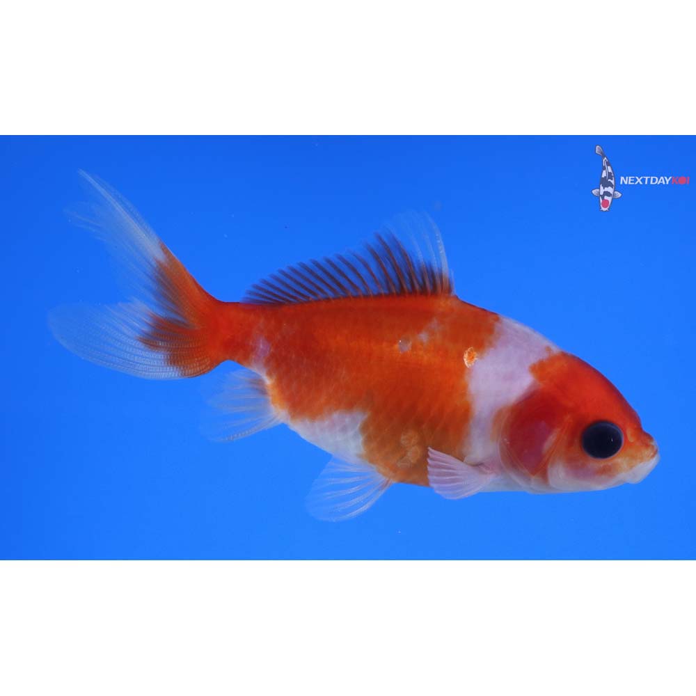 3.5” Imported Red and White Wakin