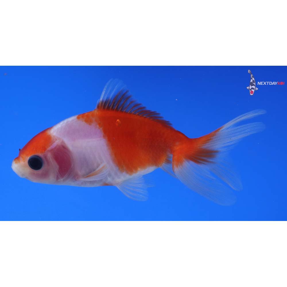 3.5” Imported Red and White Wakin