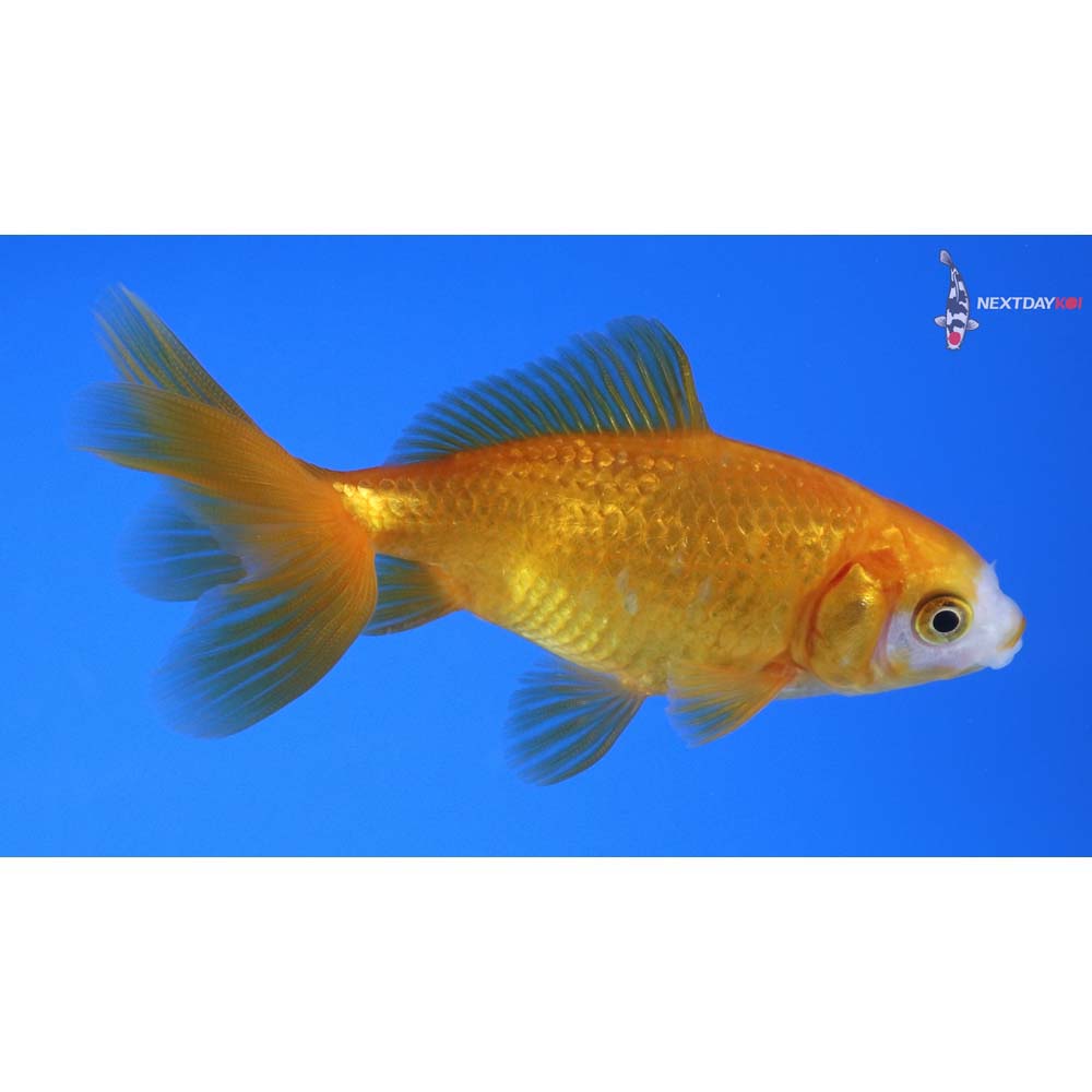 3.5” Imported Yellow and White Wakin