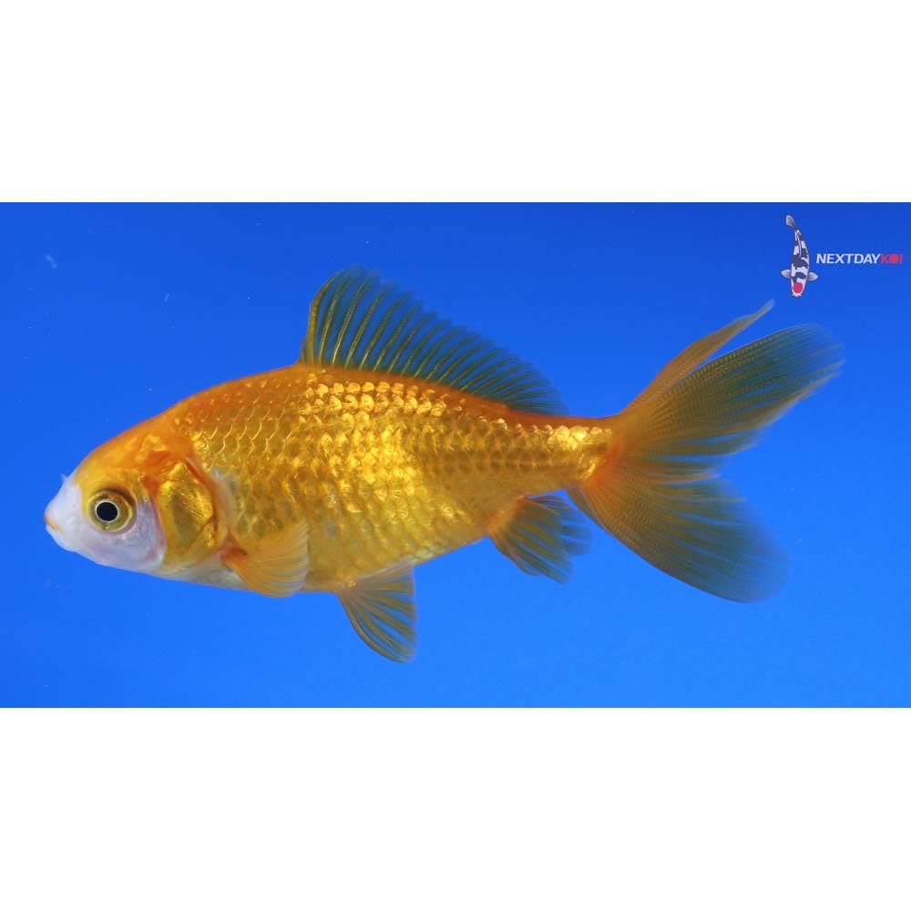 3.5” Imported Yellow and White Wakin
