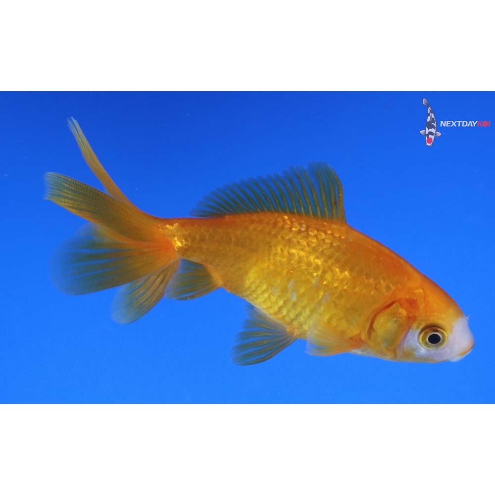 3.5” Imported Yellow and White Wakin