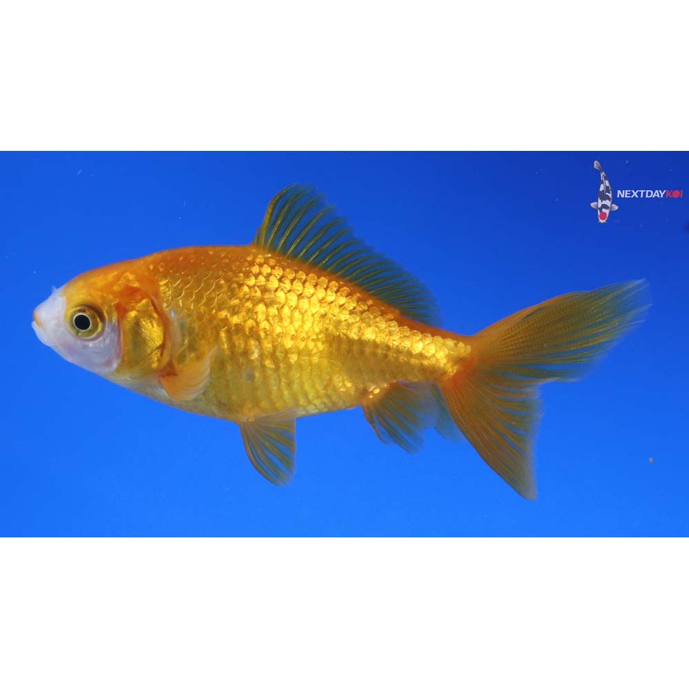 3.5” Imported Yellow and White Wakin
