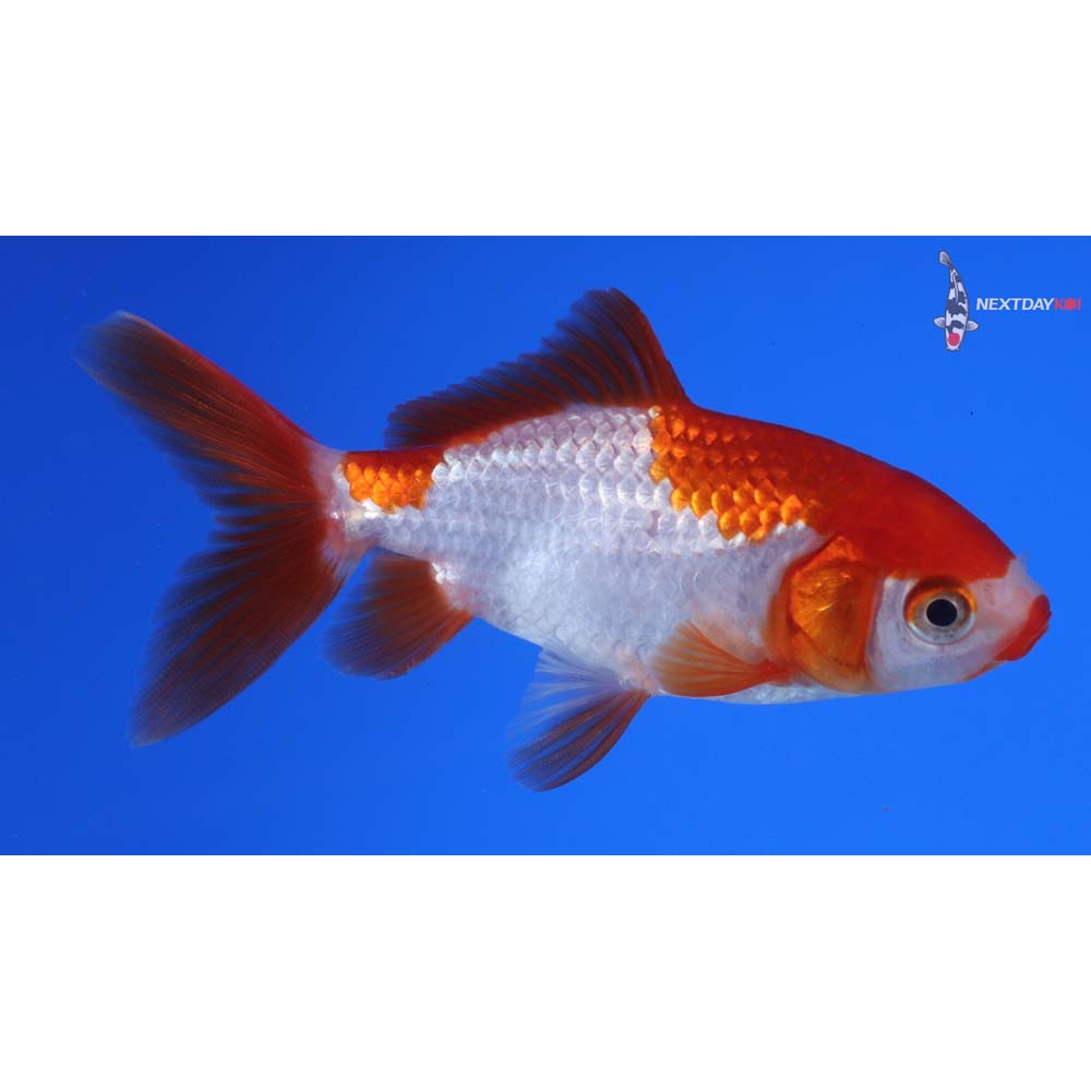 3.5” Imported Red and White Wakin