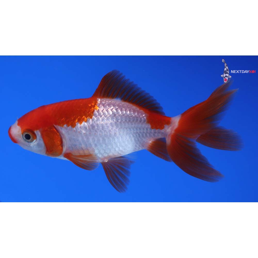 3.5” Imported Red and White Wakin