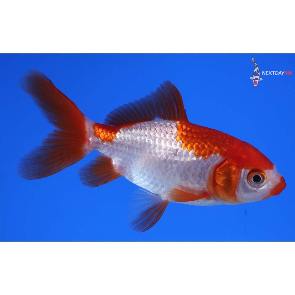 3.5” Imported Red and White Wakin