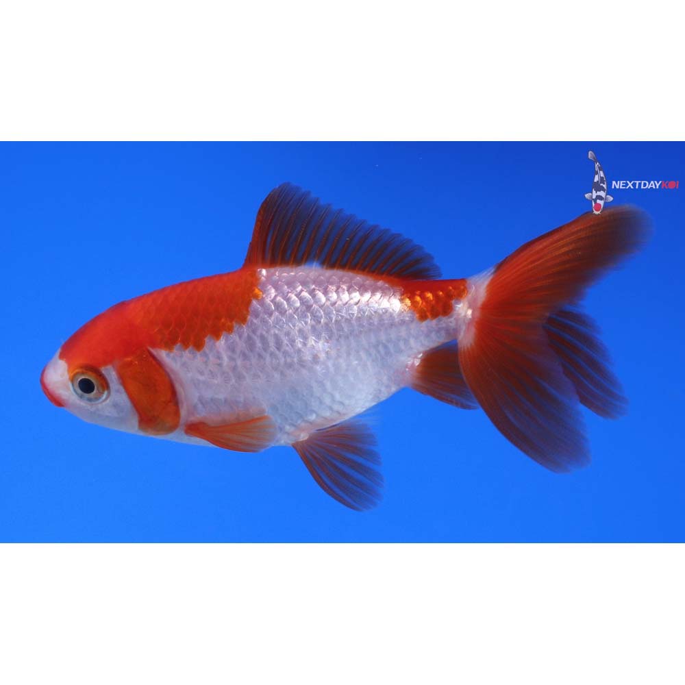 3.5” Imported Red and White Wakin