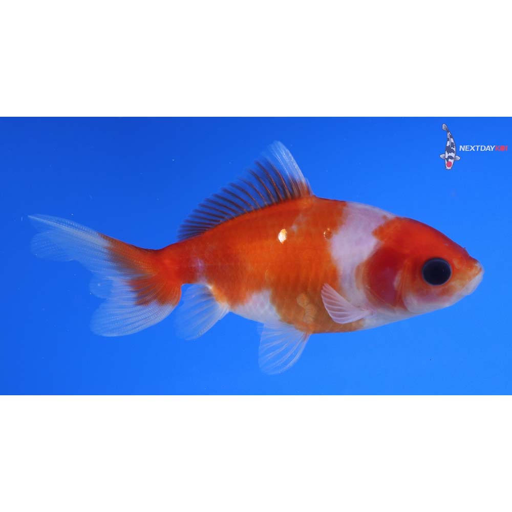 3.5” Imported Red and White Wakin