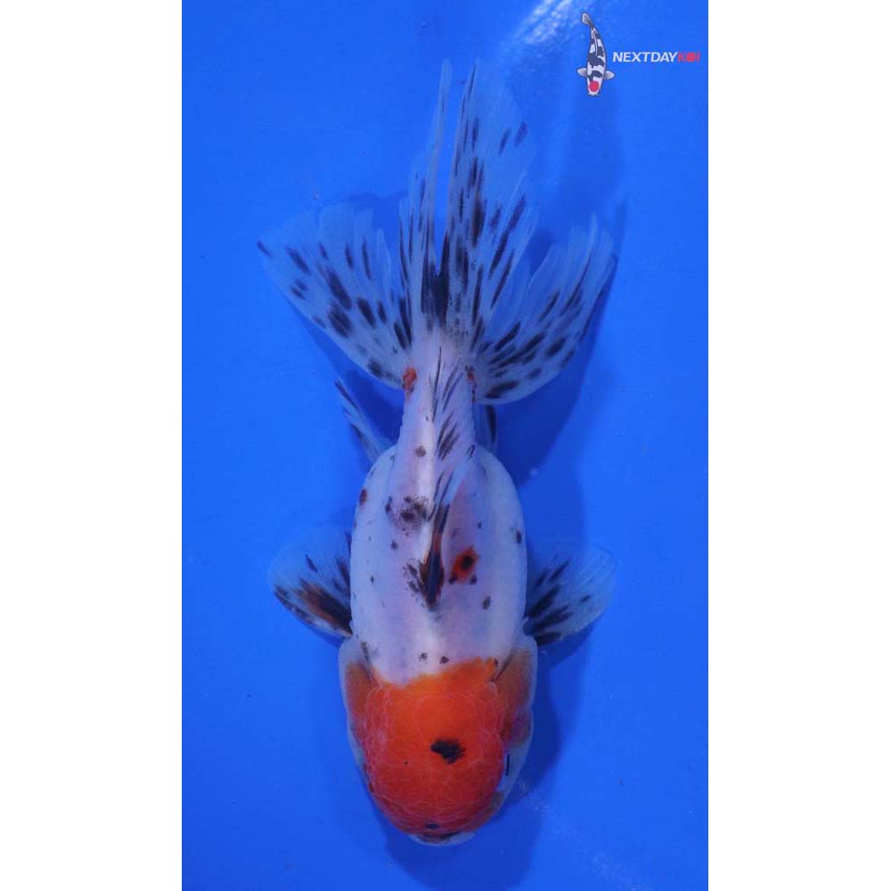 3.5” Imported Calico Oranda