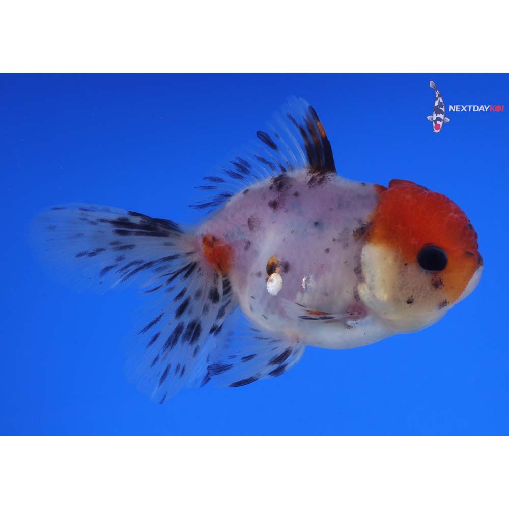 3.5” Imported Calico Oranda
