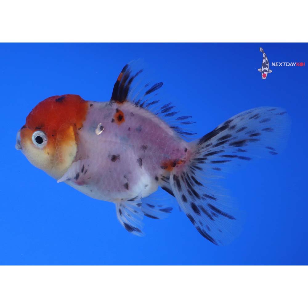 3.5” Imported Calico Oranda