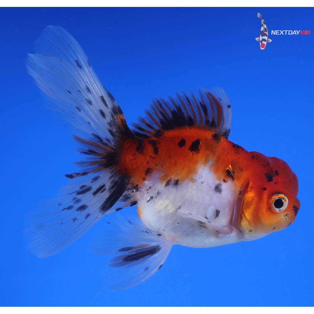 4” Imported Calico Oranda