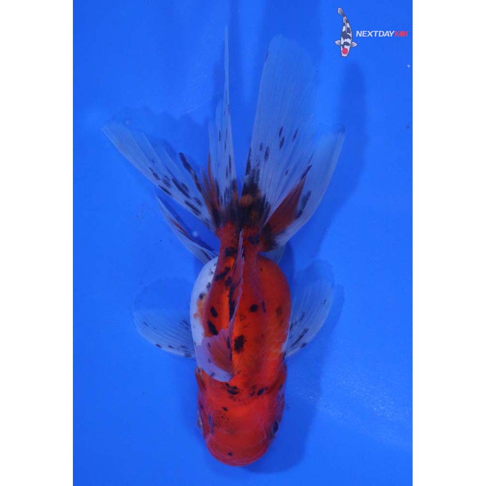 4” Imported Calico Oranda