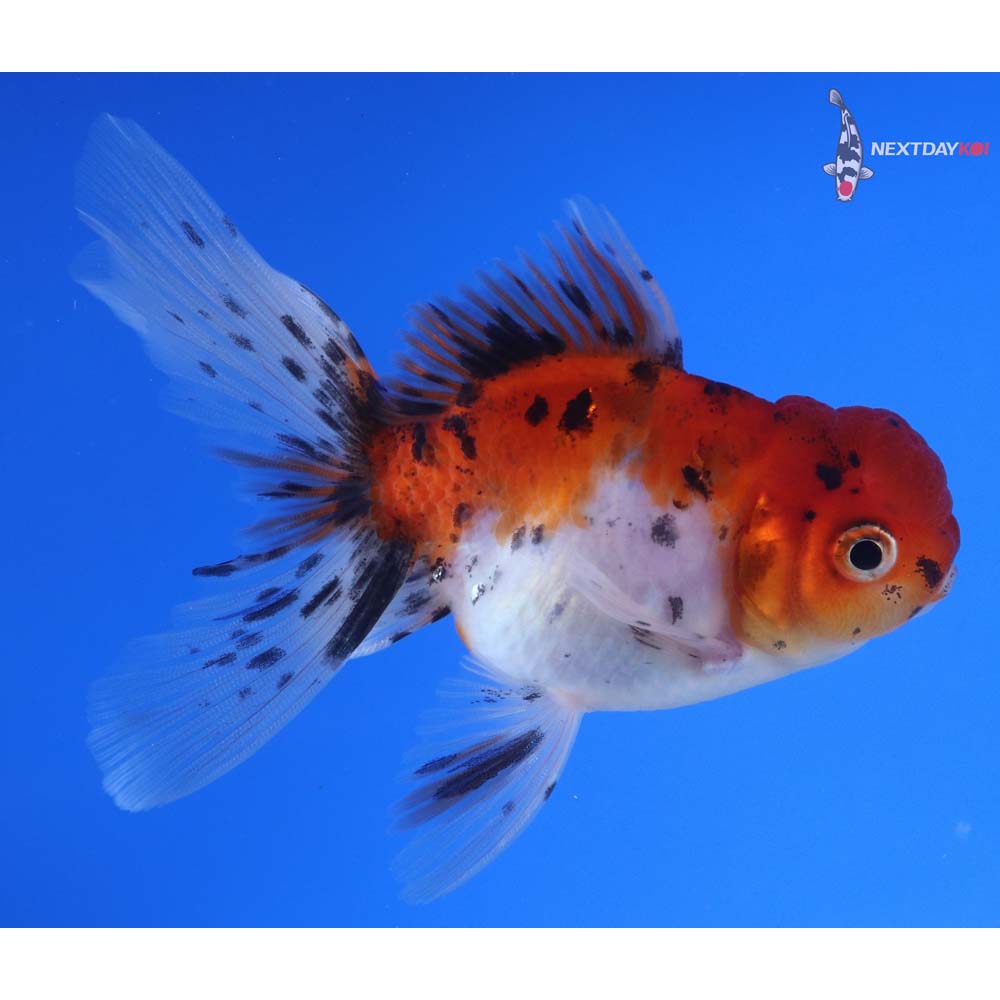 4” Imported Calico Oranda
